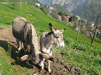 24 Incontri sui pascoli scendendo verso Gorno